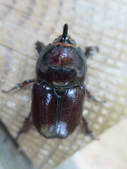 Oryctes nasicornis grypus