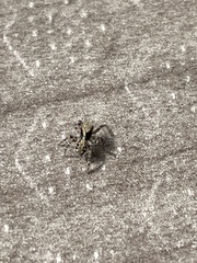 Pseudeuophrys lanigera