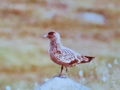 Stercorarius skua
