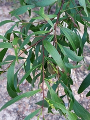 Acacia binervata