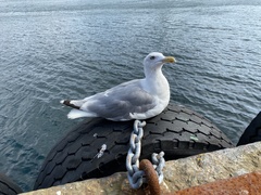 Larus argentatus