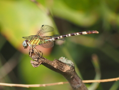 Erpetogomphus eutainia