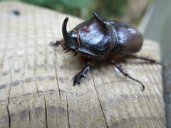 Oryctes nasicornis grypus