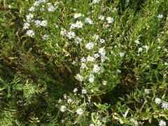 Symphyotrichum × salignum