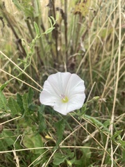 Convolvulus