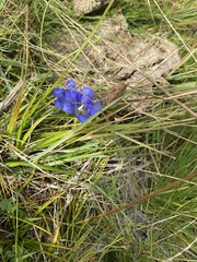 Gentiana pneumonanthe