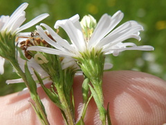 Symphyotrichum × salignum