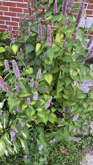 Agastache foeniculum