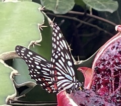 Hestina assimilis formosana