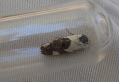 Acontia lucida