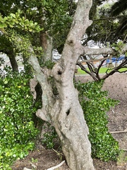 Beilschmiedia tarairi
