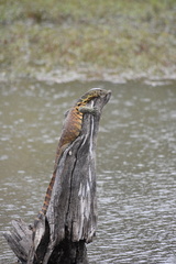 Varanus niloticus
