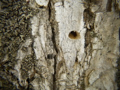 Agrilus planipennis