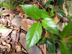 Tetrastigma hemsleyanum
