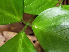 Tetrastigma hemsleyanum