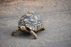 Stigmochelys pardalis
