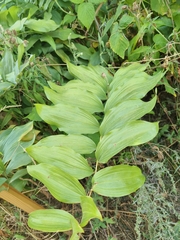 Polygonatum multiflorum