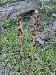 Monotropa hypopitys