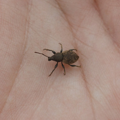 Otiorhynchus raucus