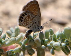 Brephidium exilis