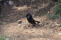 Pycnonotus cafer