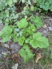 Geum macrophyllum