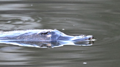 Ornithorhynchus anatinus