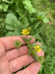 Geum macrophyllum