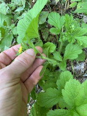 Geum macrophyllum