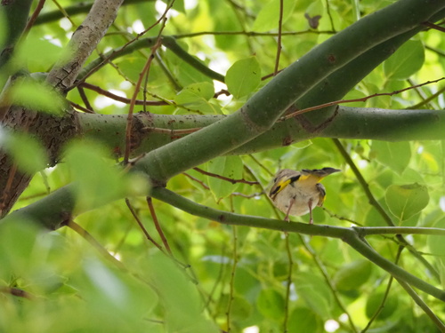 Oriental Greenfinch