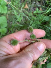 Geum macrophyllum