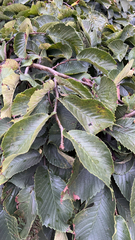 Ulmus glabra