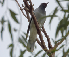 Coracina novaehollandiae