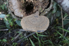 Polyporaceae