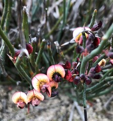 Daviesia brevifolia