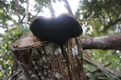 Polyporaceae