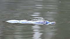 Ornithorhynchus anatinus