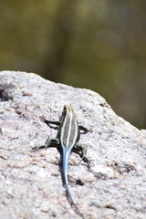 Trachylepis margaritifera