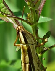 Mermiria intertexta