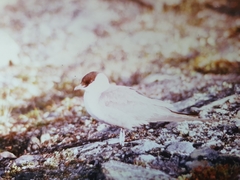 Stercorarius longicaudus