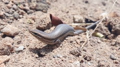 Brasiliscincus heathi