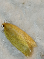 Aphelia viburnana