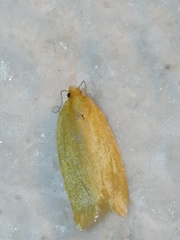 Aphelia viburnana