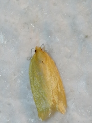 Aphelia viburnana