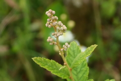 Spiraea tomentosa