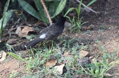 Pycnonotus cafer