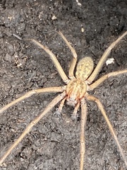Eratigena atrica