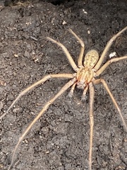 Eratigena atrica