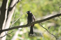 Pycnonotus cafer