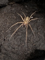 Eratigena atrica